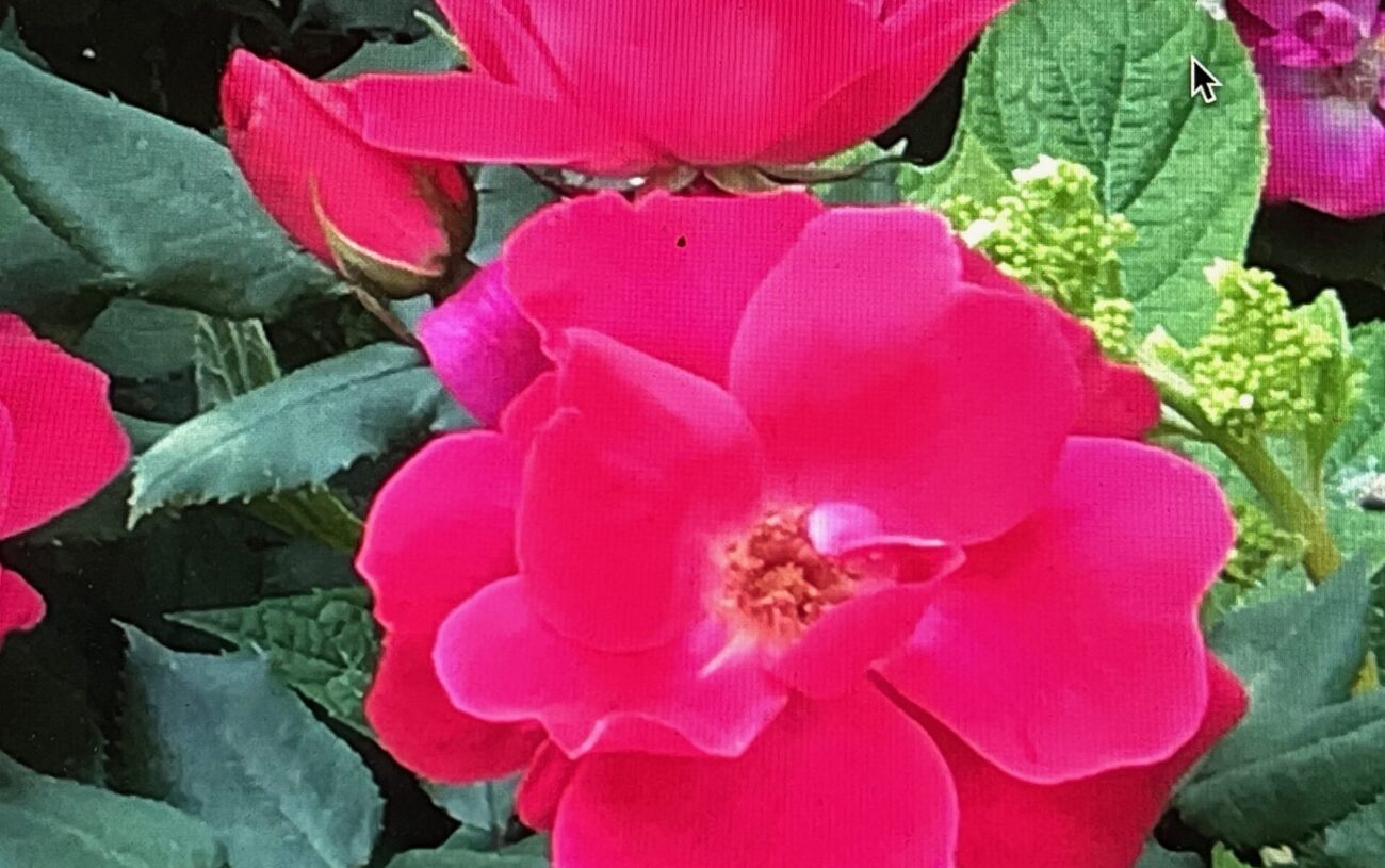 Plant more roses!